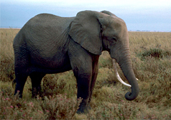 Still image